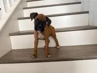 Mochie, a female Boxer for sale in Menifee, CA – 1 of 5
