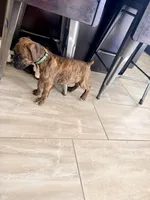 Brownie, a female Boxer for sale in Menifee, CA – 6 of 8