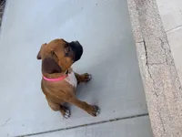 Mochie, a female Boxer for sale in Menifee, CA – 2 of 5
