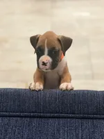 Pumpkin , a female Boxer for sale in Menifee, CA – 4 of 8