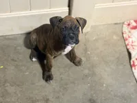 Brownie, a female Boxer for sale in Menifee, CA – 2 of 8