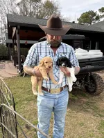 Girl 3 F1B, a female Goldendoodle and Poodle - Standard  for sale in Bellaire, TX – Photo 2 of 6