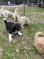 Girl 3 F1B, a female Goldendoodle and Poodle - Standard  for sale in Bellaire, TX – Photo 5 of 6
