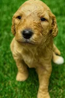 Girl 3 F1B, a female Goldendoodle and Poodle - Standard  for sale in Bellaire, TX – Photo 3 of 6