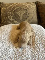 Girl 5 F1B, a female Goldendoodle and Poodle - Standard  for sale in Bellaire, TX – Photo 3 of 5