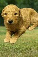 Girl 5 F1B, a female Goldendoodle and Poodle - Standard  for sale in Bellaire, TX – Photo 2 of 5