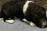 processed/b3bc2046-6489-4396-a83f-09e313e4e4ba/listing/46aa112a-6532-4ed7-9b41-0fc059349f65/d4ca2831-1d4b-4bff-b1fd-f86ab8d3f9b0