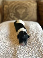 Girl 6 F1B, a female Goldendoodle and Poodle - Standard  for sale in Bellaire, TX – Photo 4 of 6