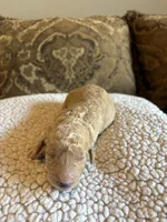 Girl 4 F1B, a female Goldendoodle and Poodle - Standard  for sale in Bellaire, TX – Photo 4 of 5