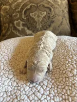 Girl 1 F1B, a female Goldendoodle and Poodle - Standard  for sale in Bellaire, TX – Photo 4 of 6