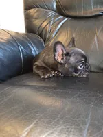 Eliot, a male French Bulldog for sale in Centerville, UT – 2 of 4