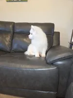 Frosty, a male Samoyed for sale in Centerville, UT – 4 of 8