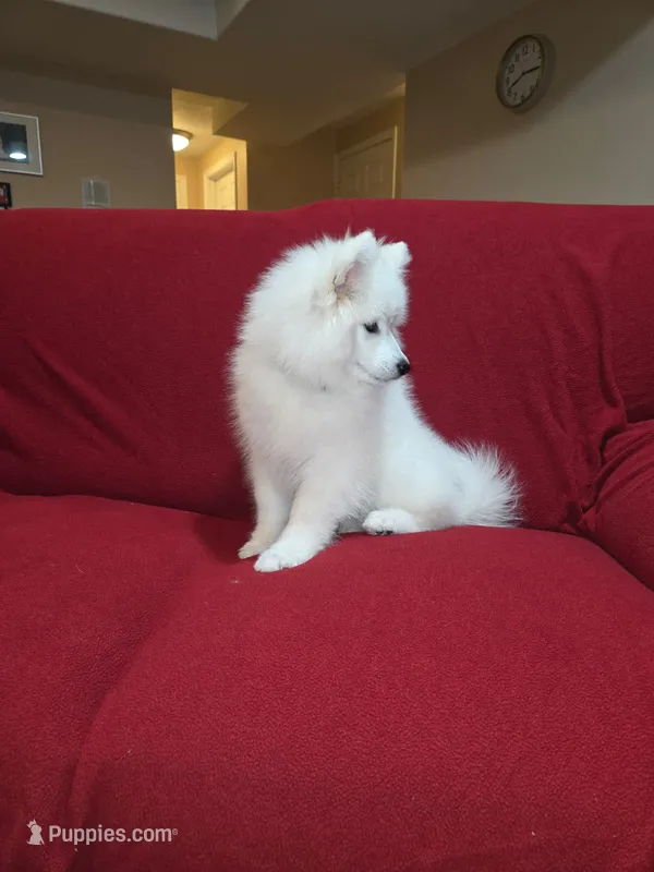 Snow – Samoyed puppy for sale in Centerville, UT