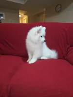 Snow, a female Samoyed for sale in Centerville, UT – 1 of 6