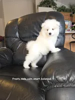 Frosty, a male Samoyed for sale in Centerville, UT – Photo 2 of 5