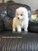 Frosty, a male Samoyed for sale in Centerville, UT – Photo 5 of 5
