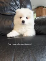 Frosty, a male Samoyed for sale in Centerville, UT – Photo 3 of 5