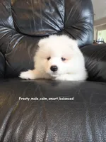 Frosty, a male Samoyed for sale in Centerville, UT – Photo 4 of 5