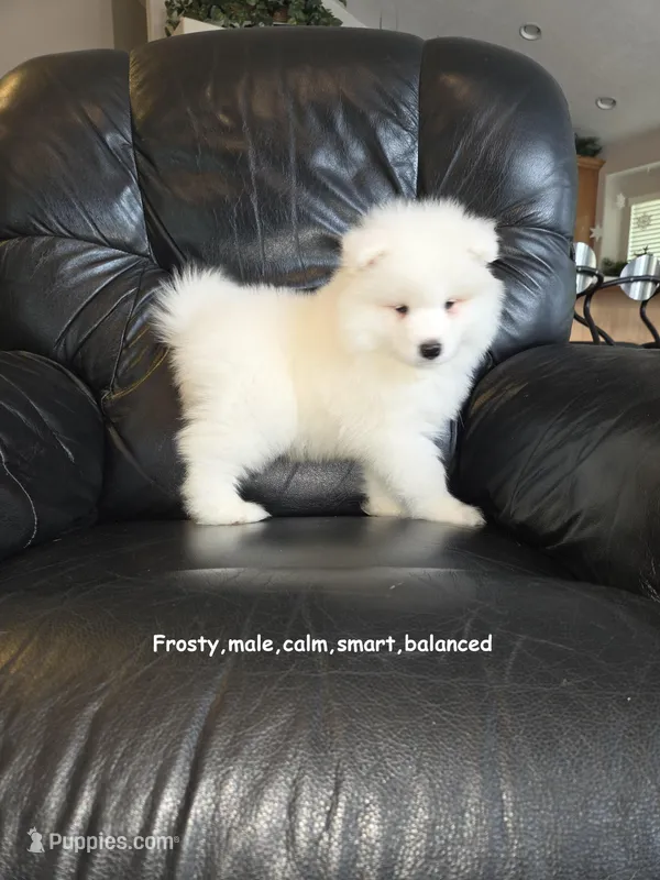 Frosty – Samoyed puppy for sale in Centerville, UT