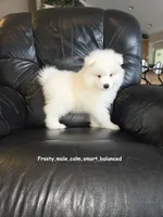 Frosty, a male Samoyed for sale in Centerville, UT – Photo 1 of 5