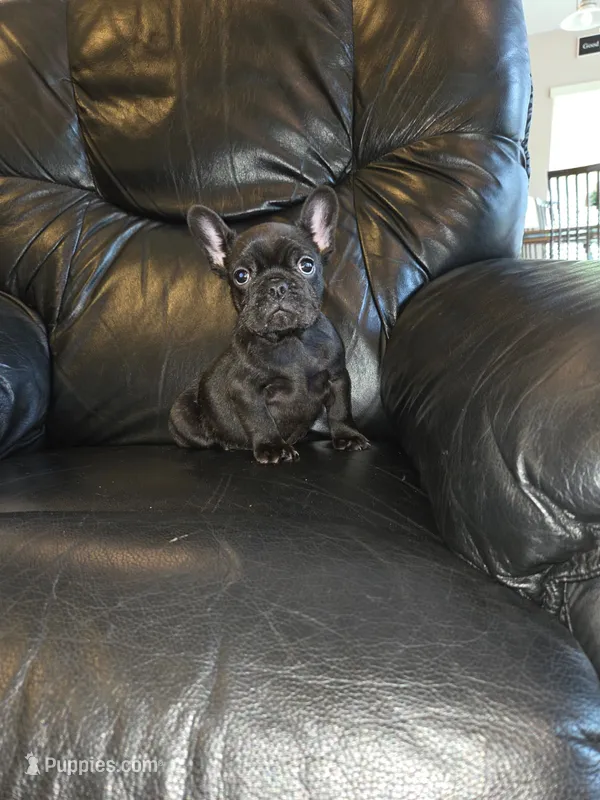 Eliot – French Bulldog puppy for sale in Centerville, UT