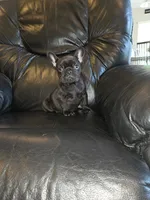 Eliot, a male French Bulldog for sale in Centerville, UT – 1 of 4
