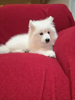 Snow, a female Samoyed for sale in Centerville, UT – 5 of 6