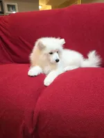 Snow, a female Samoyed for sale in Centerville, UT – 4 of 6