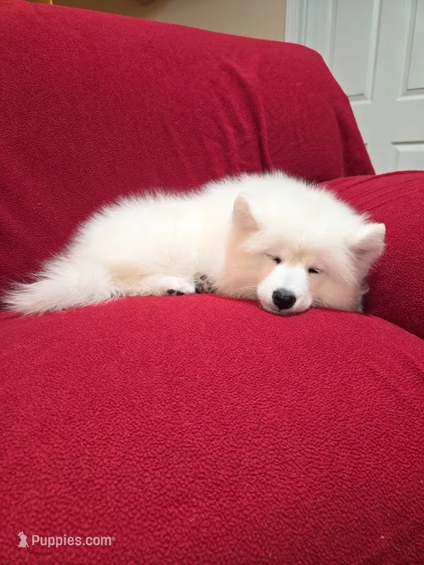 Snow – Samoyed puppy for sale in Centerville, UT