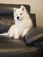 Frosty, a male Samoyed for sale in Centerville, UT – 8 of 8