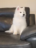 Frosty, a male Samoyed for sale in Centerville, UT – 3 of 8