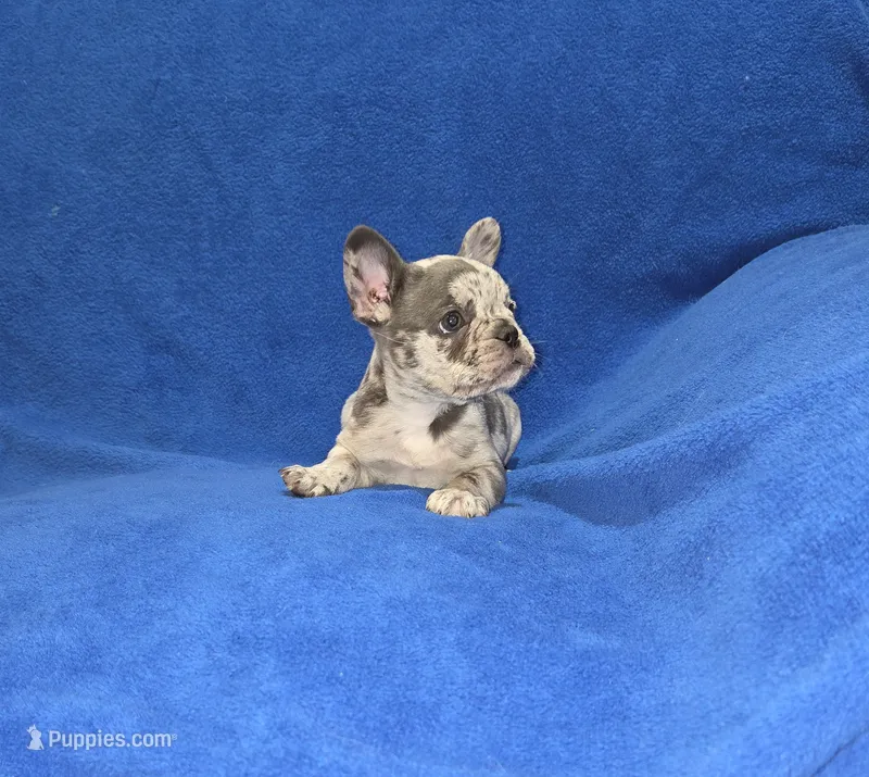 Rocky – French Bulldog puppy for sale in Centerville, UT