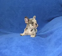 Rocky, a male French Bulldog for sale in Centerville, UT – 1 of 5