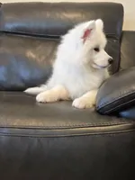 Frosty, a male Samoyed for sale in Centerville, UT – 7 of 8