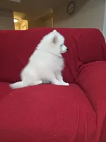 Snow, a female Samoyed for sale in Centerville, UT – 2 of 6