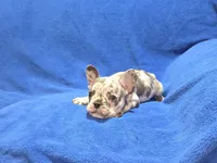 Rocky, a male French Bulldog for sale in Centerville, UT – 2 of 5