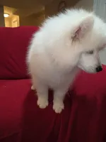 Snow, a female Samoyed for sale in Centerville, UT – 6 of 6