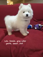Lola, a female Samoyed for sale in Centerville, UT – Photo 3 of 5