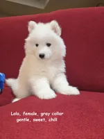 Lola, a female Samoyed for sale in Centerville, UT – Photo 4 of 5
