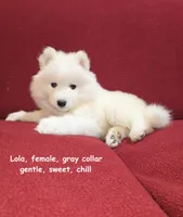 Lola, a female Samoyed for sale in Centerville, UT – Photo 2 of 5