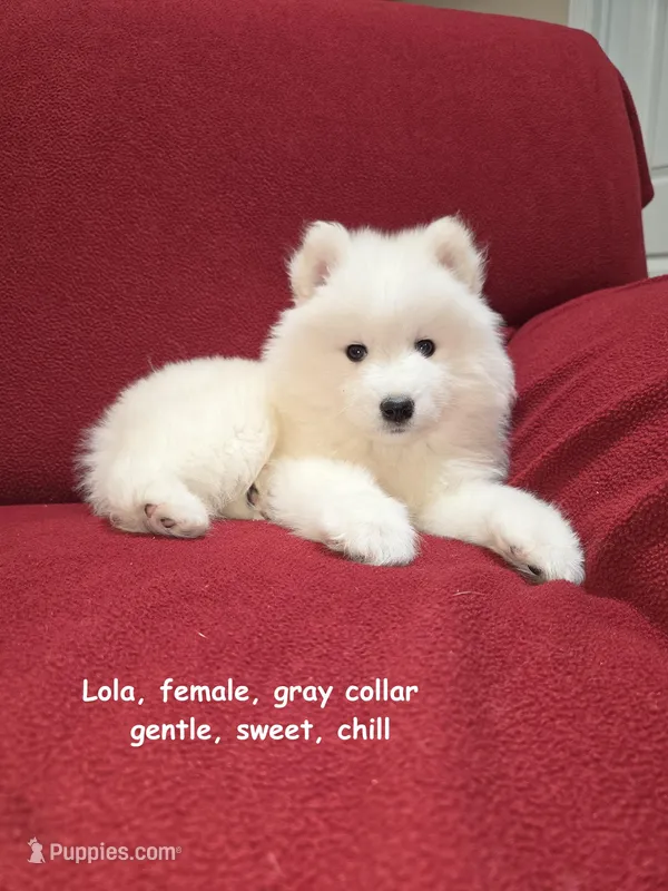 Lola – Samoyed puppy for sale in Centerville, UT