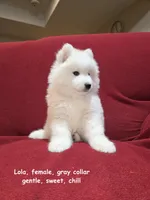 Lola, a female Samoyed for sale in Centerville, UT – Photo 5 of 5