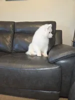 Frosty, a male Samoyed for sale in Centerville, UT – 2 of 8