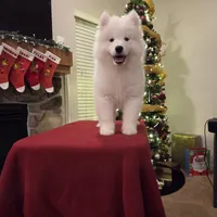 Frosty, a male Samoyed for sale in Centerville, UT – Photo 3 of 6
