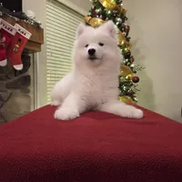 Frosty, a male Samoyed for sale in Centerville, UT – Photo 2 of 6