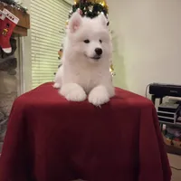 Frosty, a male Samoyed for sale in Centerville, UT – Photo 4 of 6
