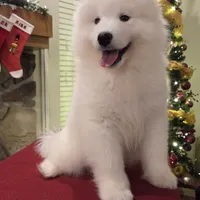 Frosty, a male Samoyed for sale in Centerville, UT – Photo 5 of 6
