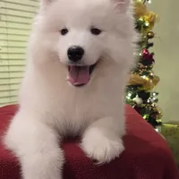 Frosty, a male Samoyed for sale in Centerville, UT – Photo 1 of 6