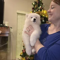 Frosty, a male Samoyed for sale in Centerville, UT – Photo 6 of 6