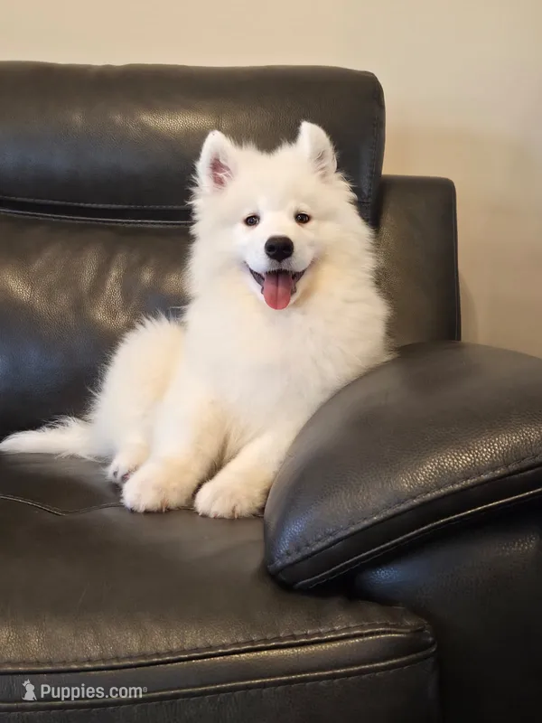 Frosty – Samoyed puppy for sale in Centerville, UT